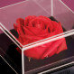 Geburtstag - Ewige Rose in einer Schachtel